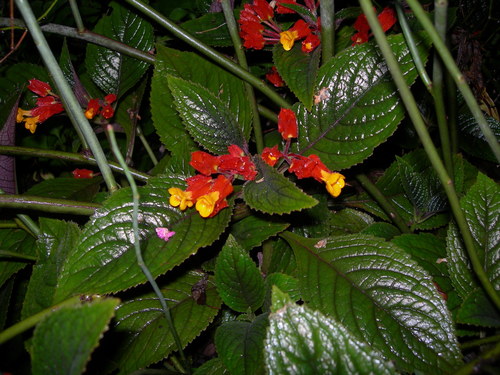Chrysothemis pulchella