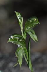 Pterostylis stenosepala