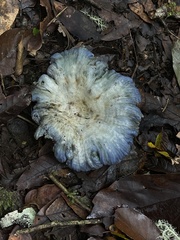 Lactarius indigo