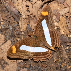 Adelpha iphicleola