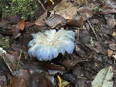 Lactarius indigo
