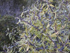 Rhamnus lycioides