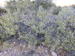 Rhamnus lycioides