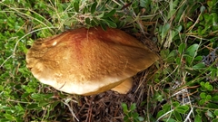 Boletus edulis grandedulis