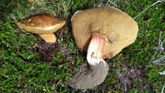 Boletus edulis grandedulis