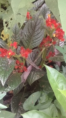 Chrysothemis pulchella
