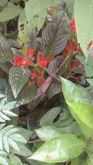 Chrysothemis pulchella