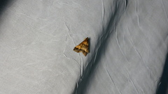 Phalaenophana eudorealis