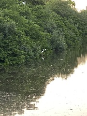 Ardea alba