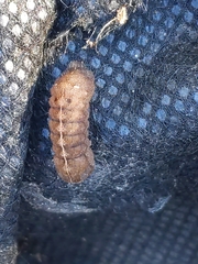 Condicinae