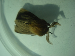 Paracles fusca