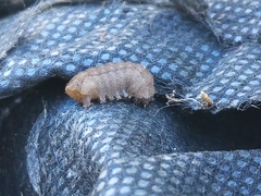 Condicinae