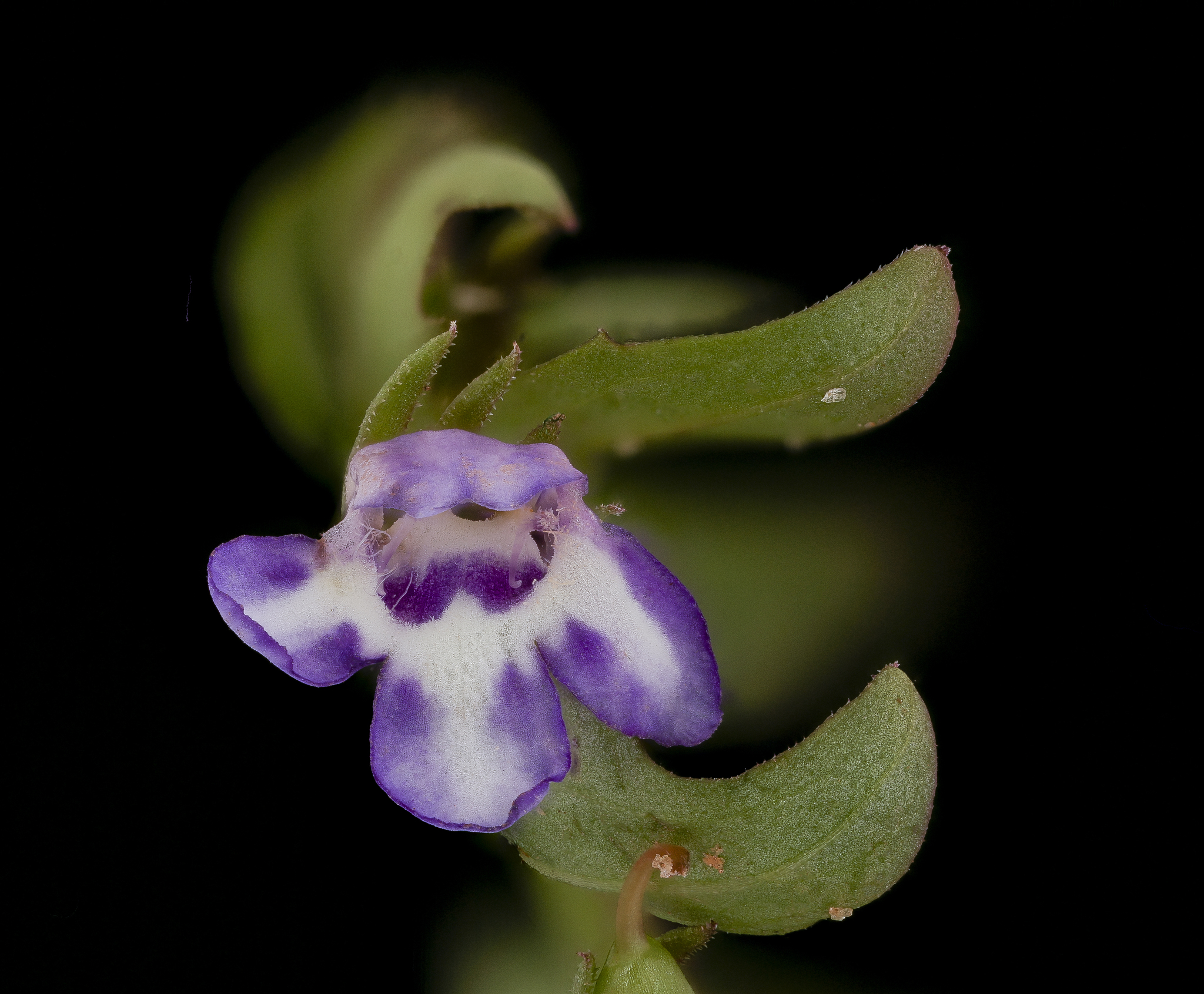Lindernia