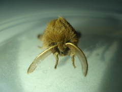 Paracles fusca