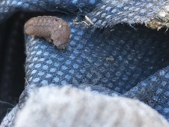 Condicinae