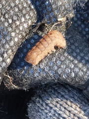 Condicinae