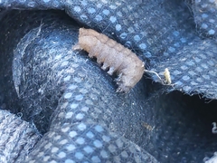 Condicinae