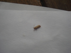 Tineidae