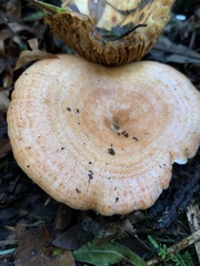 Lactarius aestivus