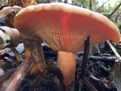 Lactarius aestivus