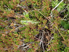 Miramella carinthiaca