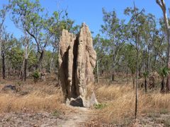 Nasutitermes triodiae