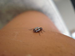 Eriopis connexa
