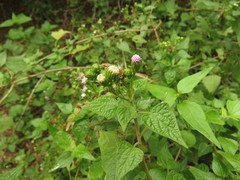Tamaulipa azurea