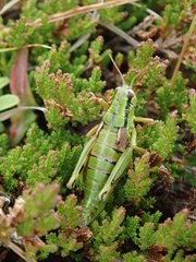 Miramella carinthiaca