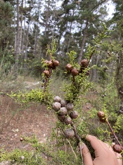 Cupressus goveniana