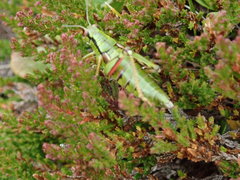 Miramella carinthiaca
