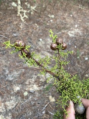 Cupressus goveniana