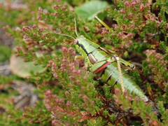 Miramella carinthiaca
