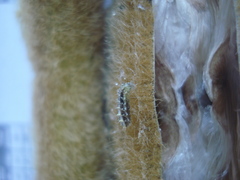 Lepidoptera