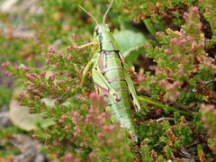 Miramella carinthiaca