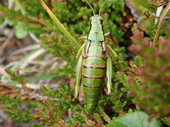 Miramella carinthiaca