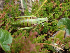 Miramella carinthiaca