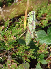Miramella carinthiaca