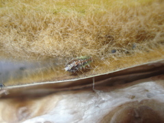 Lepidoptera