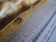 Lepidoptera