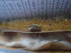 Lepidoptera