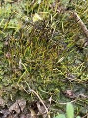 Phaeoceros carolinianus