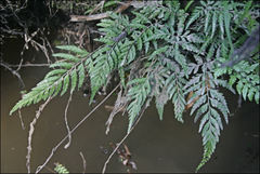 Parapolystichum acuminatum