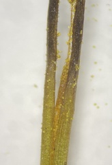 Phaeoceros carolinianus