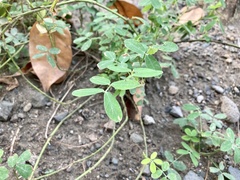 Arachis pintoi