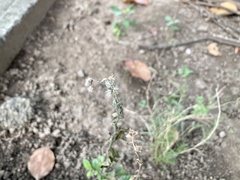 Cyanthillium cinereum