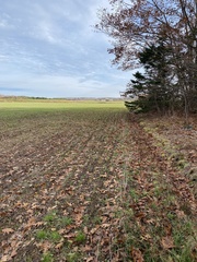 Phaeoceros carolinianus