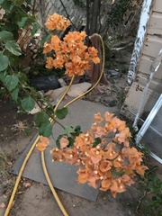 Bougainvillea
