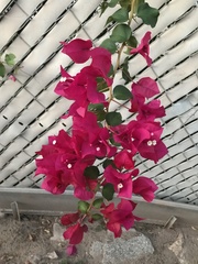 Bougainvillea