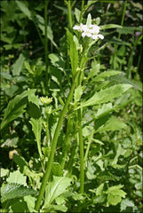 Rorippa dictyosperma